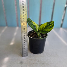 Load image into Gallery viewer, #RD37 Two x Headed Variegated Monstera Peru