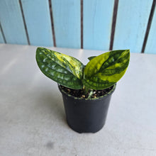 Load image into Gallery viewer, #RD37 Two x Headed Variegated Monstera Peru