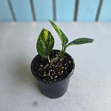 Load image into Gallery viewer, #RD37 Two x Headed Variegated Monstera Peru