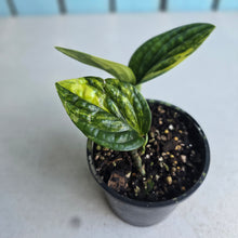 Load image into Gallery viewer, #RD37 Two x Headed Variegated Monstera Peru