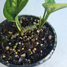 Load image into Gallery viewer, #RD37 Two x Headed Variegated Monstera Peru