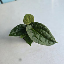 Load image into Gallery viewer, #RA19 Two x Dark Anthurium Crystallinum Hybrid x Luxurians