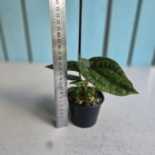 Load image into Gallery viewer, #RA19 Two x Dark Anthurium Crystallinum Hybrid x Luxurians
