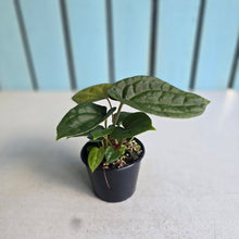 Load image into Gallery viewer, #RA19 Two x Dark Anthurium Crystallinum Hybrid x Luxurians