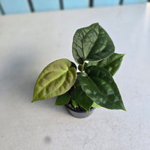 Load image into Gallery viewer, #RA19 Two x Dark Anthurium Crystallinum Hybrid x Luxurians
