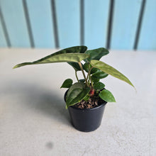 Load image into Gallery viewer, #RA19 Two x Dark Anthurium Crystallinum Hybrid x Luxurians