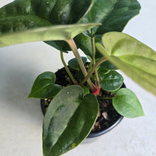 Load image into Gallery viewer, #RA19 Two x Dark Anthurium Crystallinum Hybrid x Luxurians