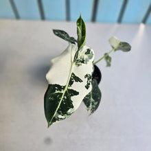 Load image into Gallery viewer, #RD1 Alocasia Frydek