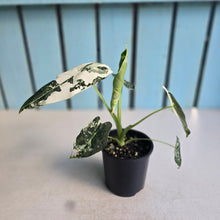 Load image into Gallery viewer, #RD1 Alocasia Frydek