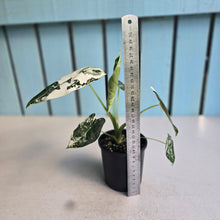 Load image into Gallery viewer, #RD1 Alocasia Frydek