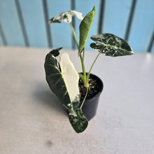 Load image into Gallery viewer, #RD1 Alocasia Frydek