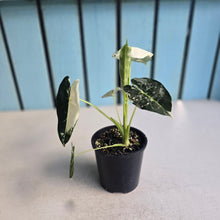 Load image into Gallery viewer, #RD1 Alocasia Frydek