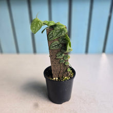 Load image into Gallery viewer, #RB24 Monstera Dubia