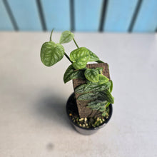 Load image into Gallery viewer, #RB24 Monstera Dubia