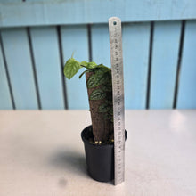 Load image into Gallery viewer, #RB24 Monstera Dubia