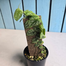 Load image into Gallery viewer, #RB24 Monstera Dubia