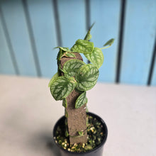 Load image into Gallery viewer, #RB24 Monstera Dubia