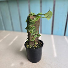 Load image into Gallery viewer, #RB24 Monstera Dubia