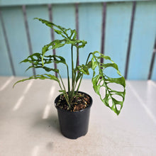 Load image into Gallery viewer, #R95 Monstera Obliqua