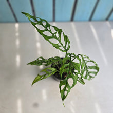 Load image into Gallery viewer, #R95 Monstera Obliqua