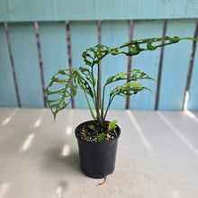 Load image into Gallery viewer, #R95 Monstera Obliqua