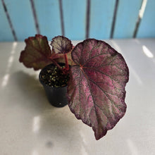 Load image into Gallery viewer, #R12 Begonia Sugar Plum Fairy