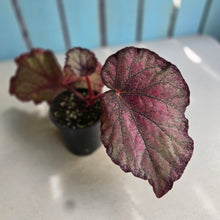 Load image into Gallery viewer, #R12 Begonia Sugar Plum Fairy