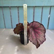 Load image into Gallery viewer, #R12 Begonia Sugar Plum Fairy