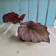 Load image into Gallery viewer, #R12 Begonia Sugar Plum Fairy