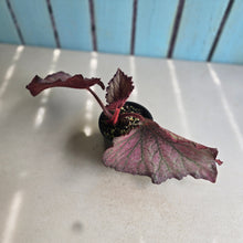 Load image into Gallery viewer, #R12 Begonia Sugar Plum Fairy