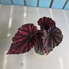 Load image into Gallery viewer, #D922 Begonia Unknown