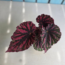 Load image into Gallery viewer, #D922 Begonia Unknown