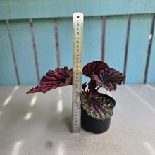 Load image into Gallery viewer, #D922 Begonia Unknown