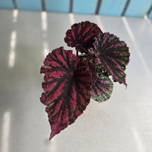 Load image into Gallery viewer, #D922 Begonia Unknown
