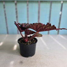 Load image into Gallery viewer, #D922 Begonia Unknown