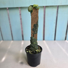 Load image into Gallery viewer, #D48 Rhaphidophora Cryptantha