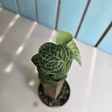 Load image into Gallery viewer, #D48 Rhaphidophora Cryptantha