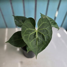 Load image into Gallery viewer, #G27 Anthurium Clarinervium x