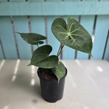 Load image into Gallery viewer, #G27 Anthurium Clarinervium x