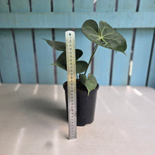 Load image into Gallery viewer, #G27 Anthurium Clarinervium x