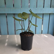 Load image into Gallery viewer, #G27 Anthurium Clarinervium x