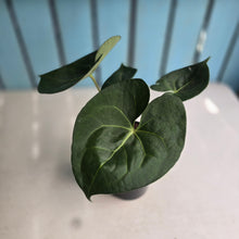 Load image into Gallery viewer, #G27 Anthurium Clarinervium x