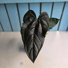 Load image into Gallery viewer, #H42 Anthurium Queen of Hearts