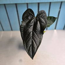 Load image into Gallery viewer, #H42 Anthurium Queen of Hearts