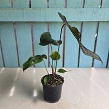 Load image into Gallery viewer, #H42 Anthurium Queen of Hearts