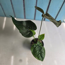 Load image into Gallery viewer, #H42 Anthurium Queen of Hearts