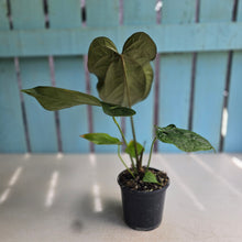 Load image into Gallery viewer, #H42 Anthurium Queen of Hearts