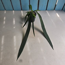 Load image into Gallery viewer, #P5 Anthurium Vittarifolium