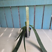 Load image into Gallery viewer, #P5 Anthurium Vittarifolium