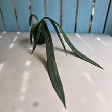 Load image into Gallery viewer, #P5 Anthurium Vittarifolium